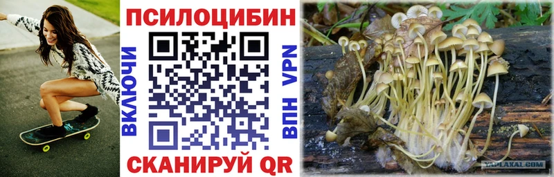 где найти наркотики  Зерноград  Псилоцибиновые грибы мицелий 